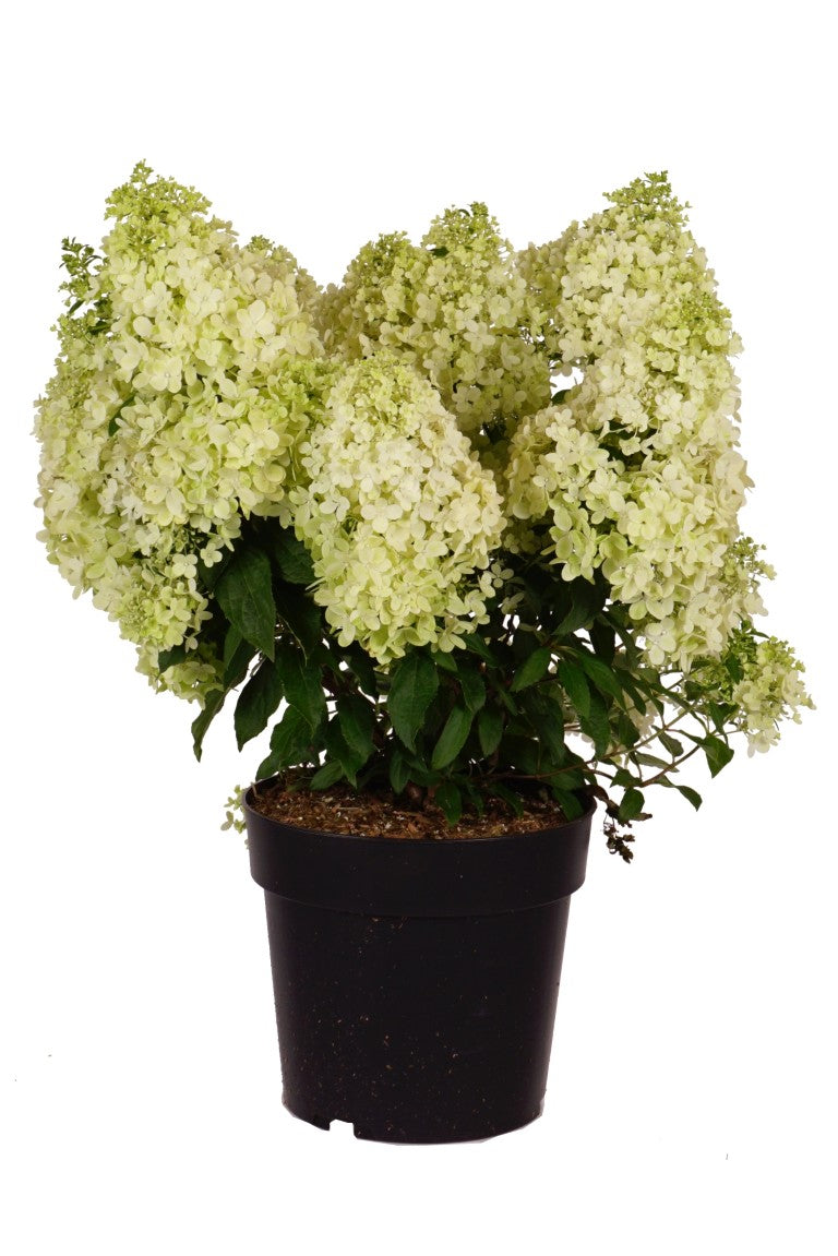 Hydrangea paniculata &