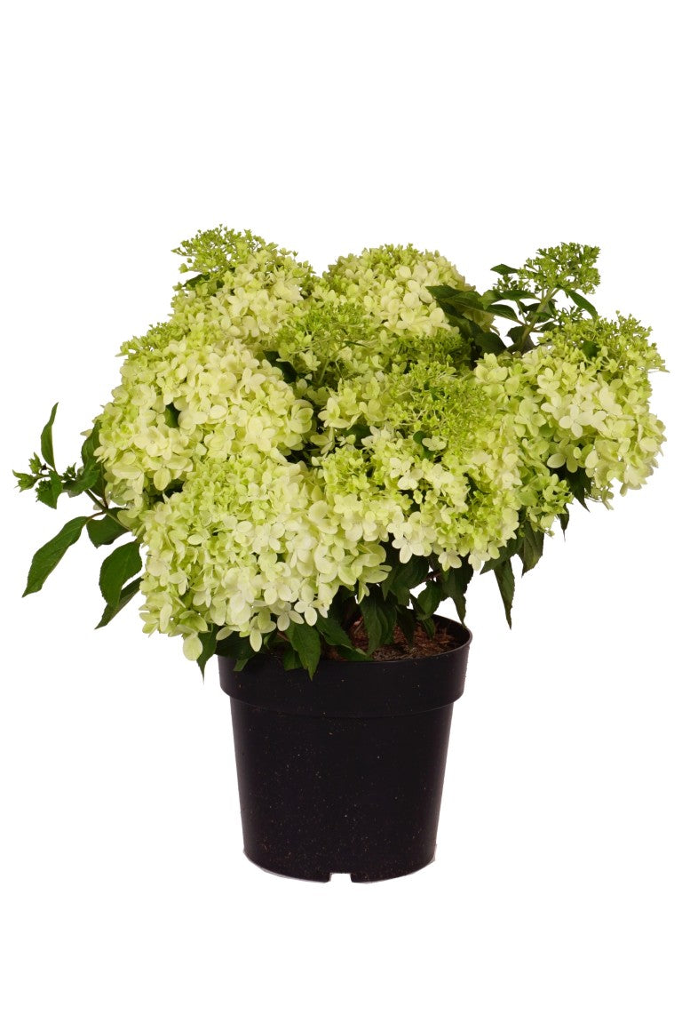 Hydrangea paniculata &