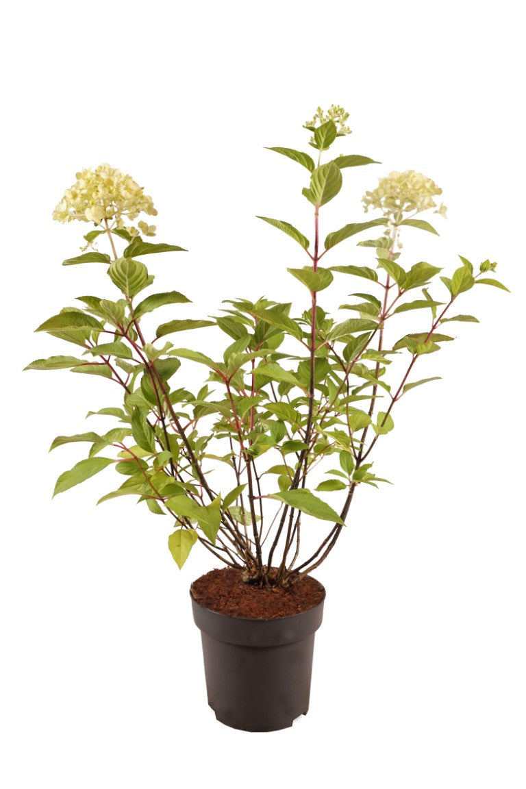 Hydrangea paniculata &