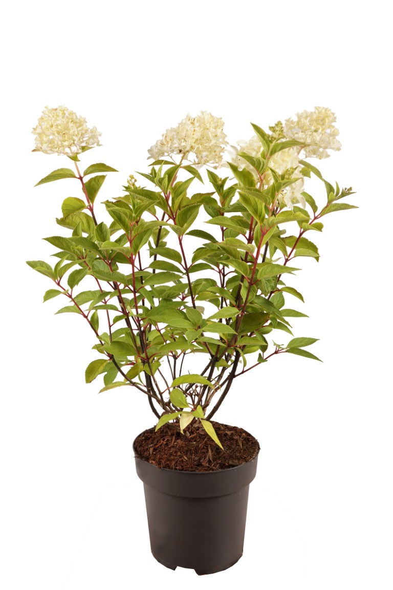 Hydrangea pan. &