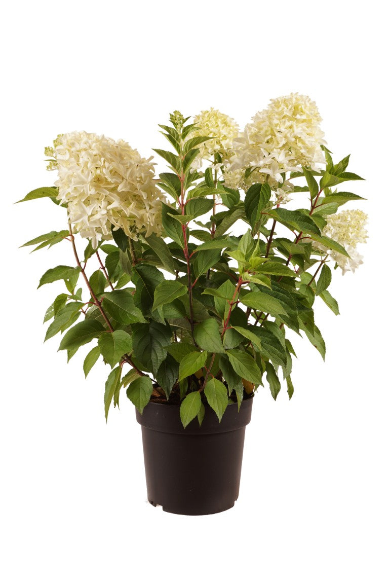 Vipphortensia Hydrangea pan. &