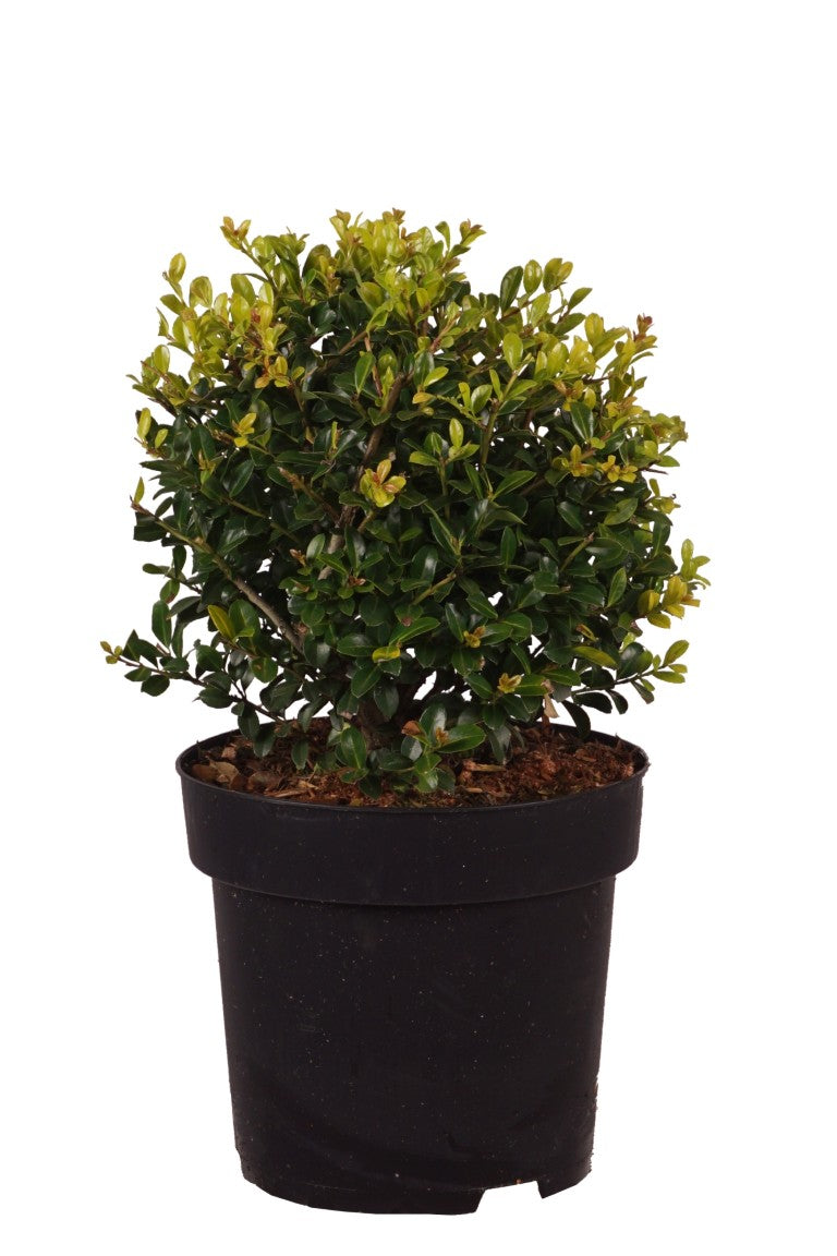 Ilex crenata &