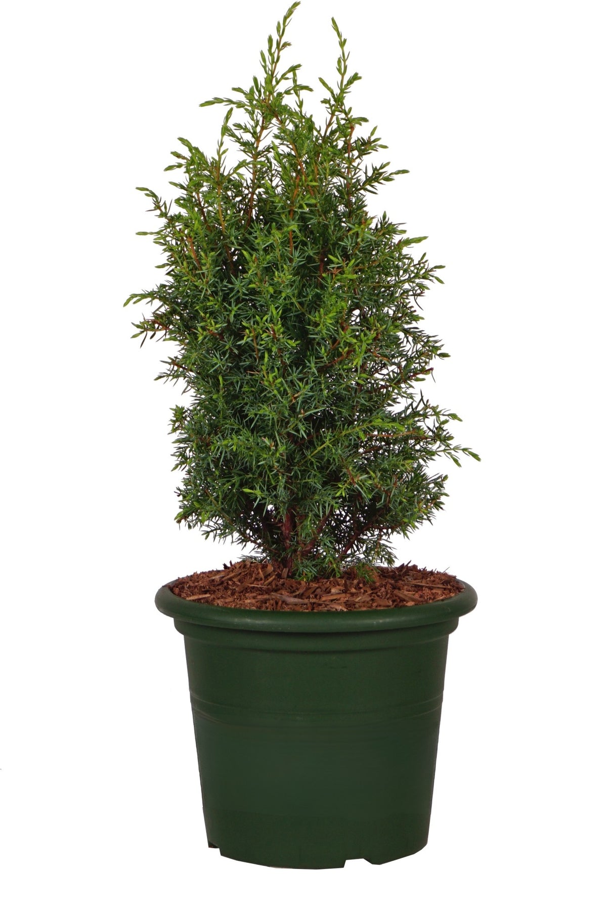 Juniperus communis &
