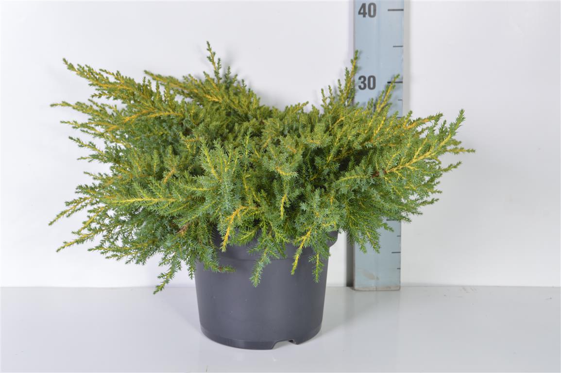 Juniperus pf. &