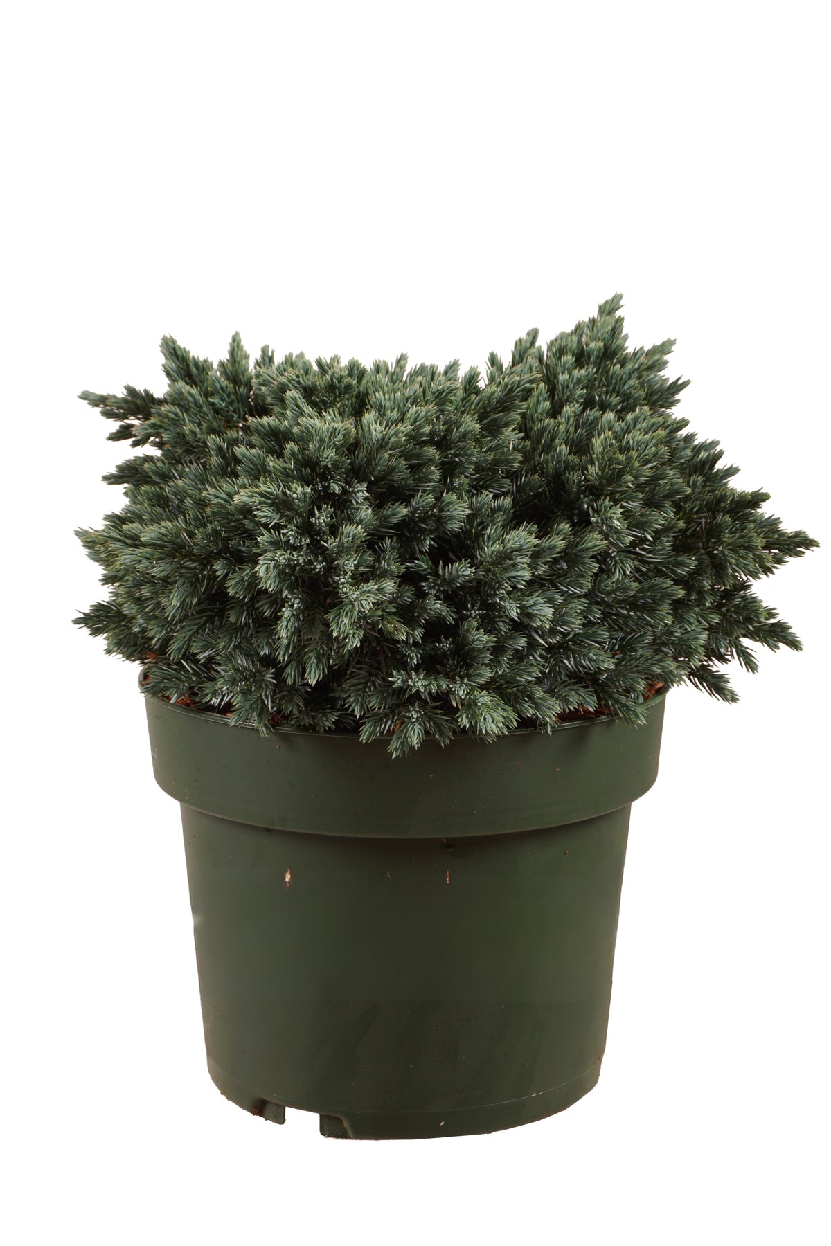 Juniperus squamata &