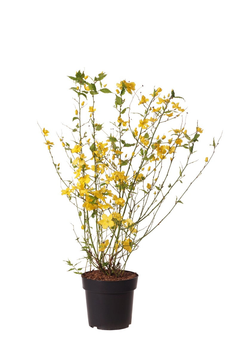 Kerria japonica &