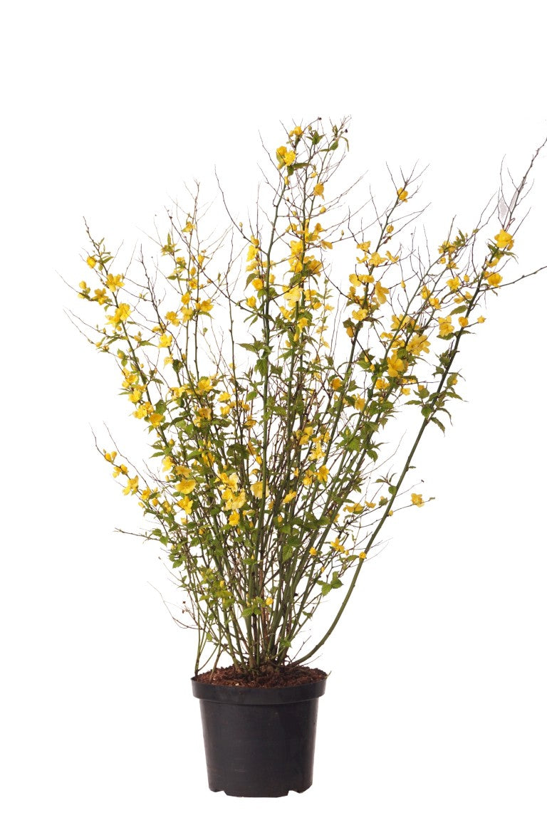 Kerria japonica &