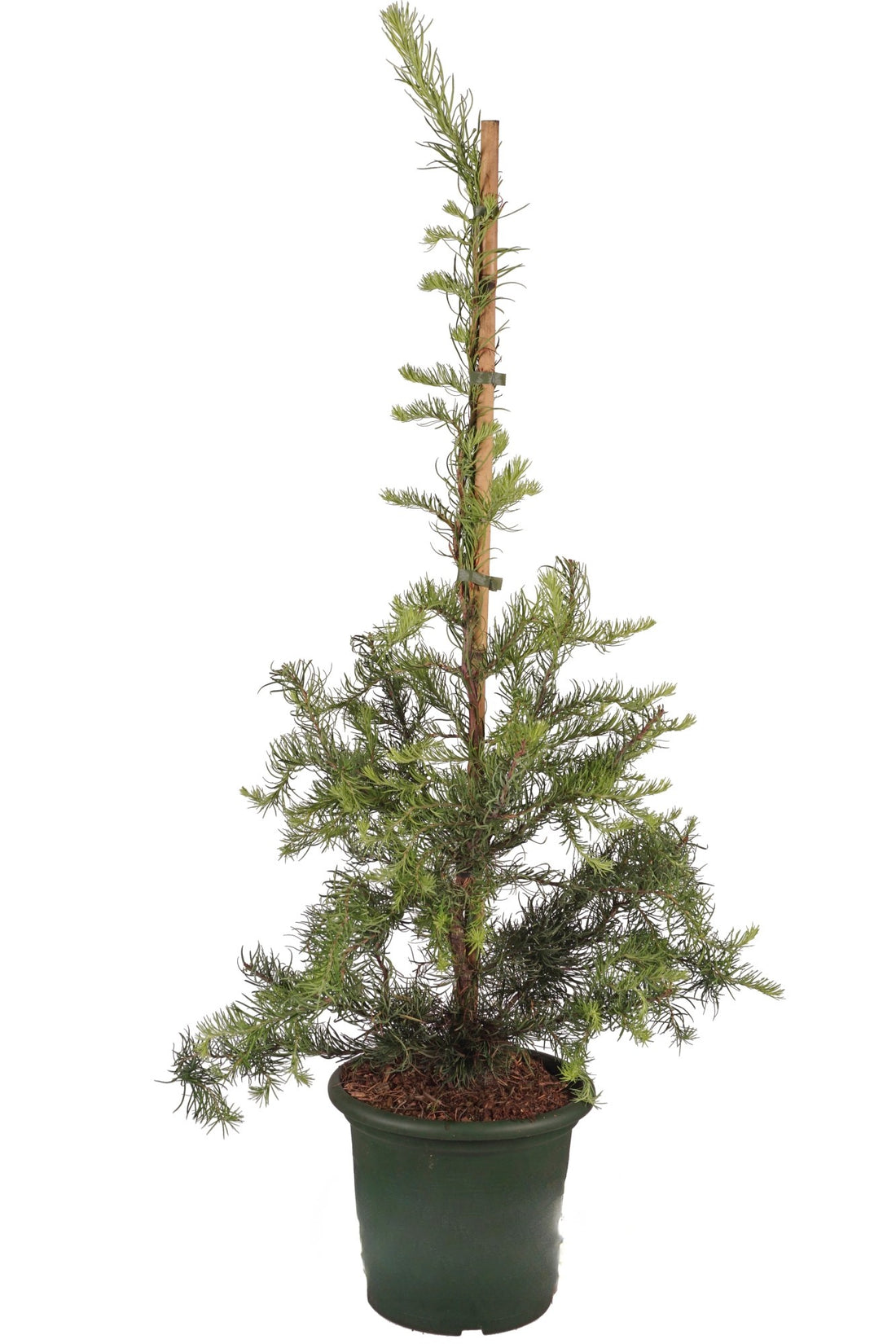 Larix kaempferi &