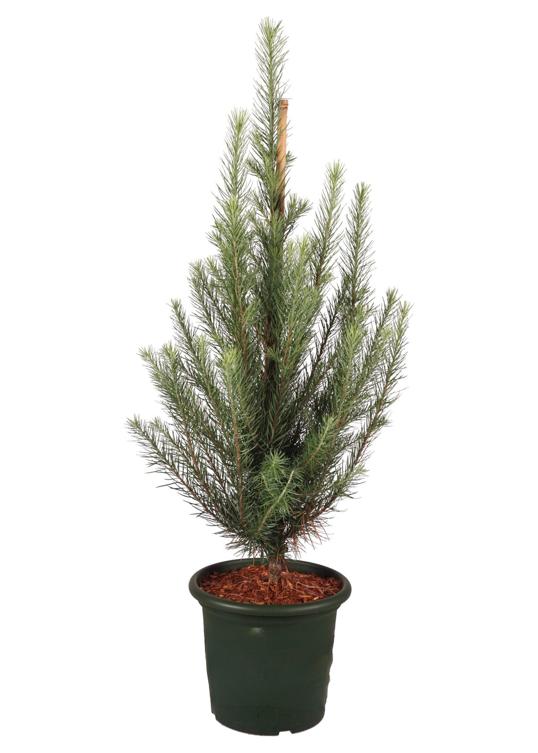 Larix kaempferi &