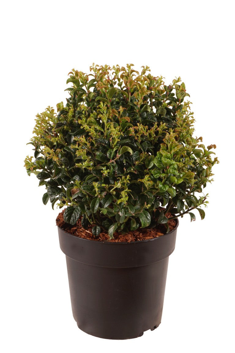Leucothoe axil. &