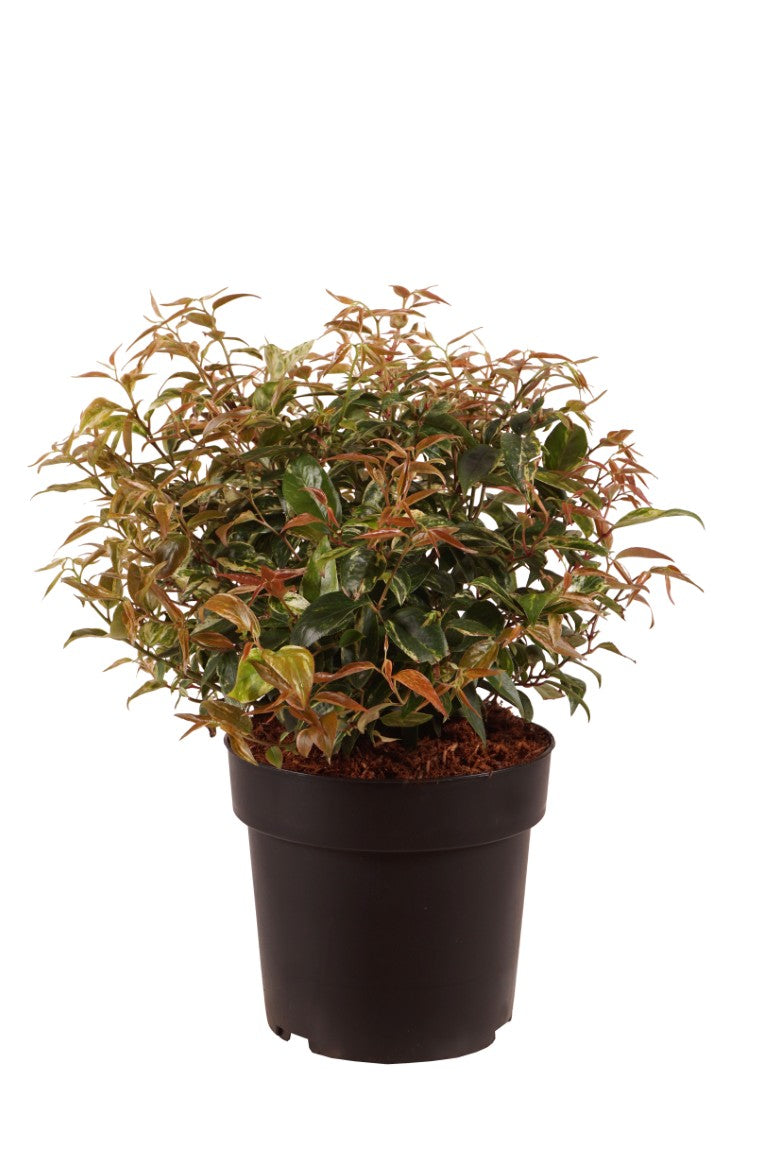 Leucothoe f. &