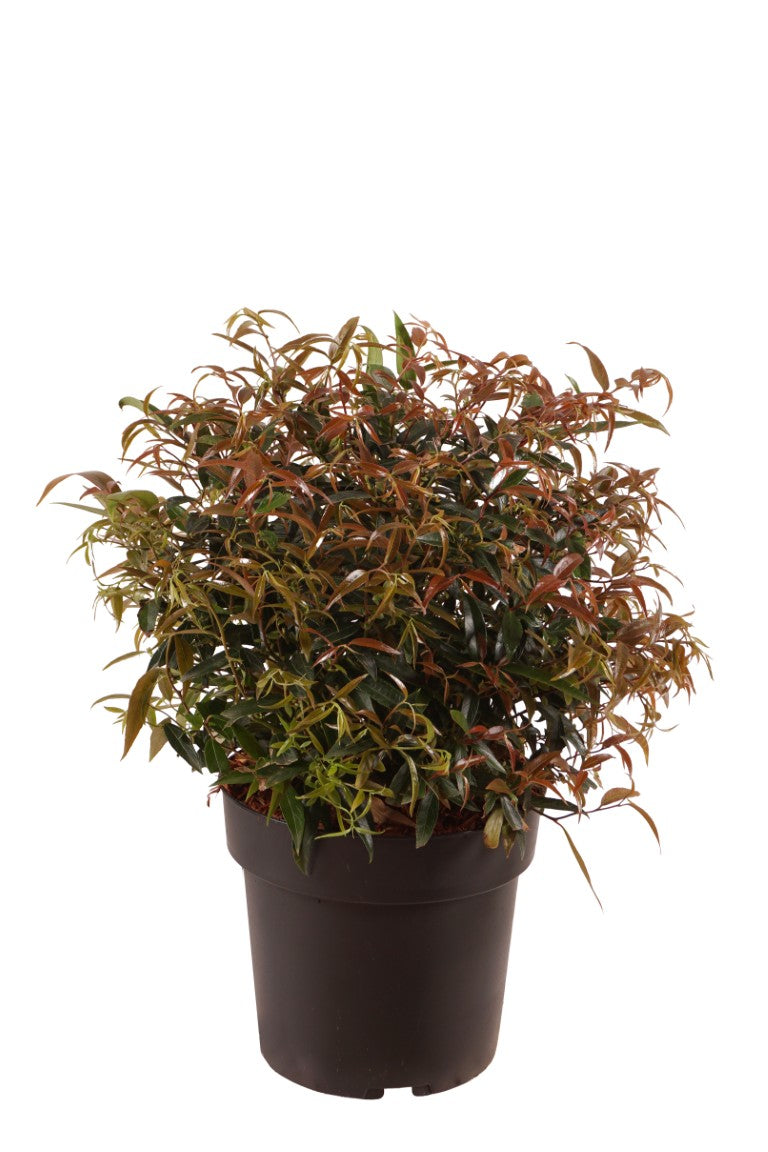 Leucothoe keiskei &