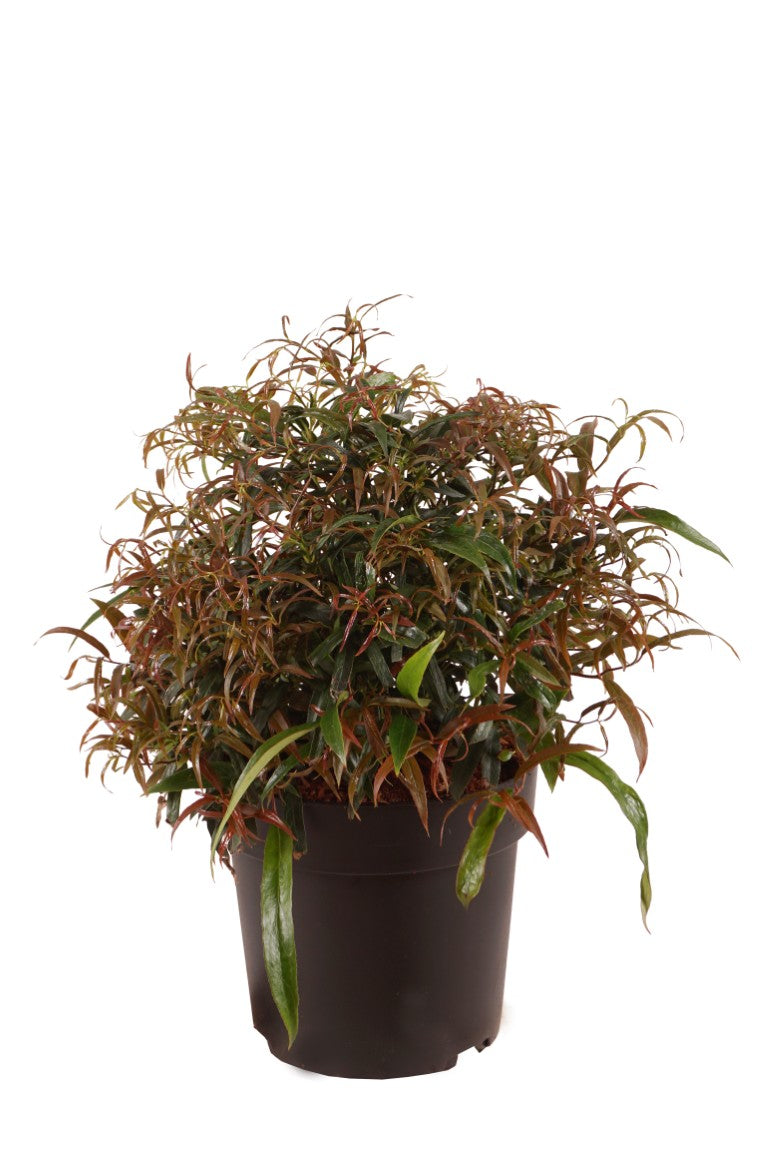 Leucothoe keiskei &