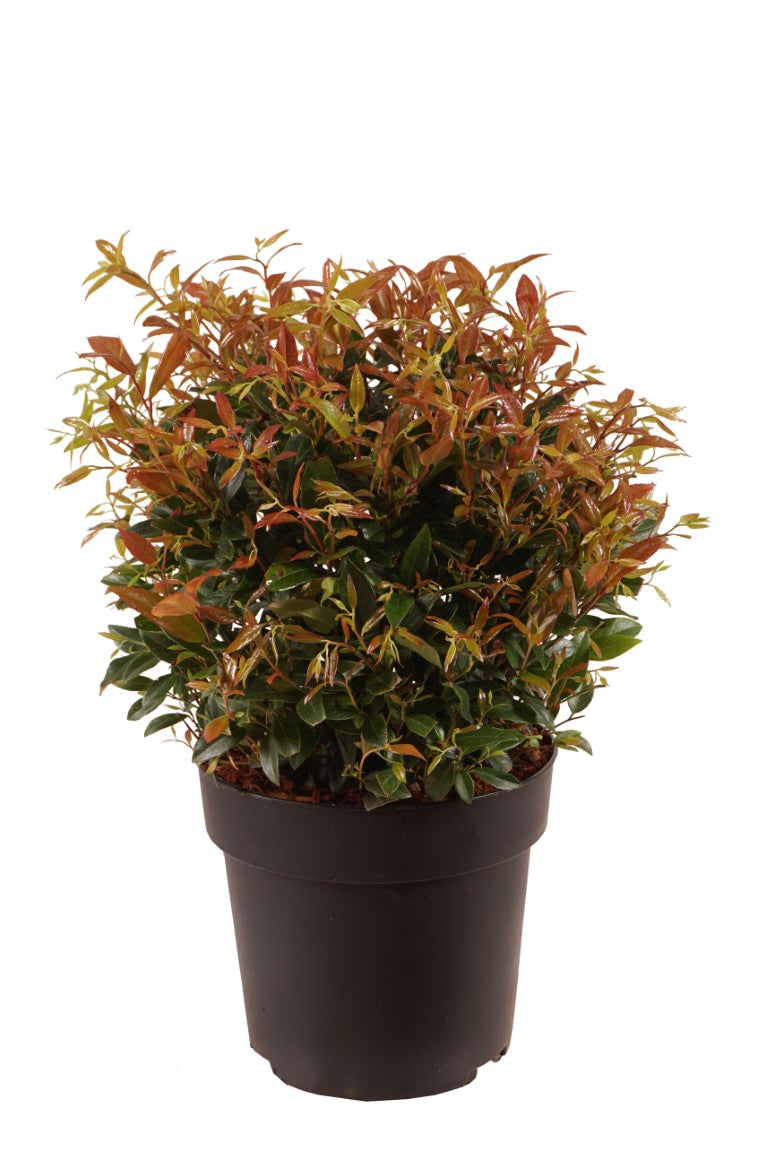 Leucothoe &