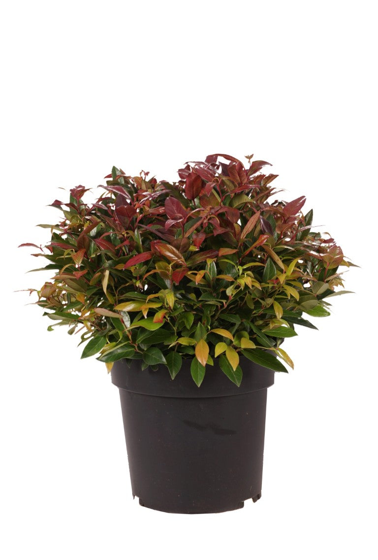 Leucothoe &