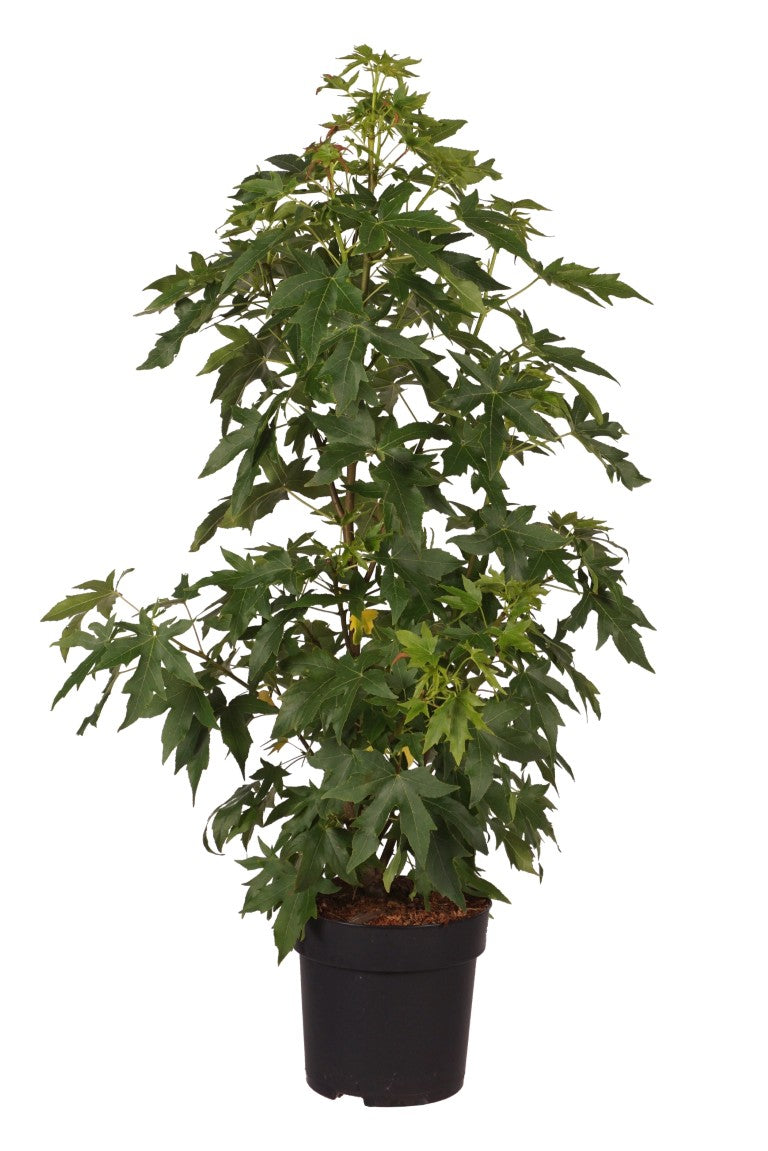 Liquidambar st. &