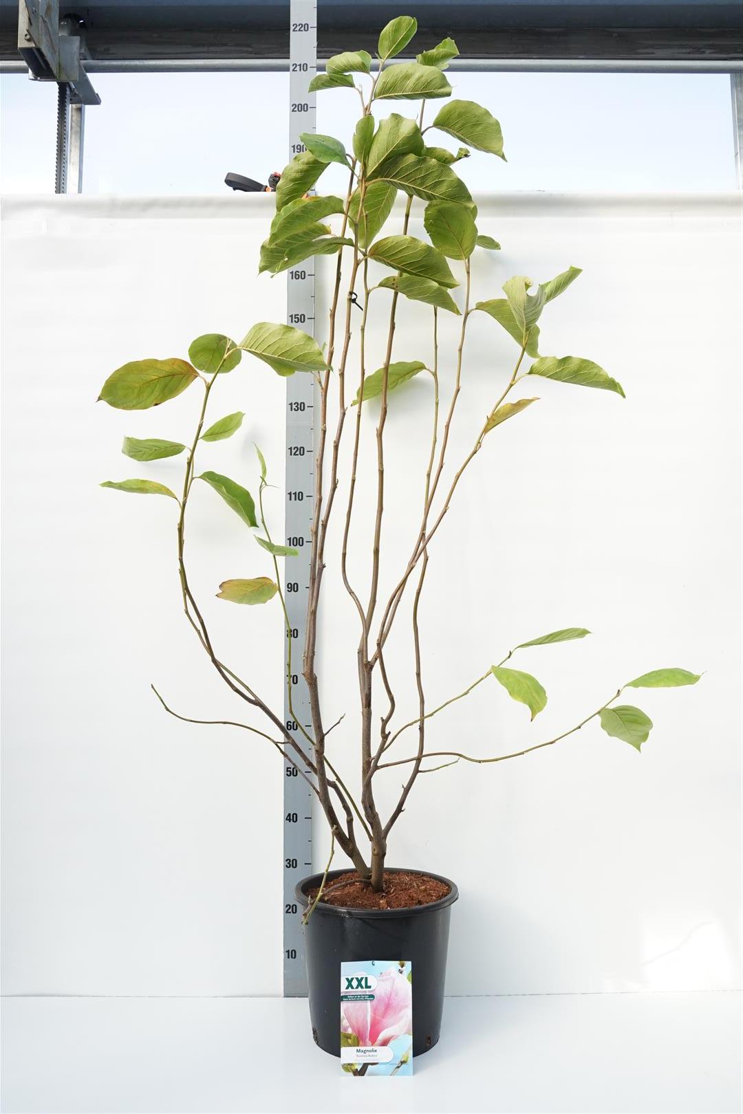 Magnolia stellata &