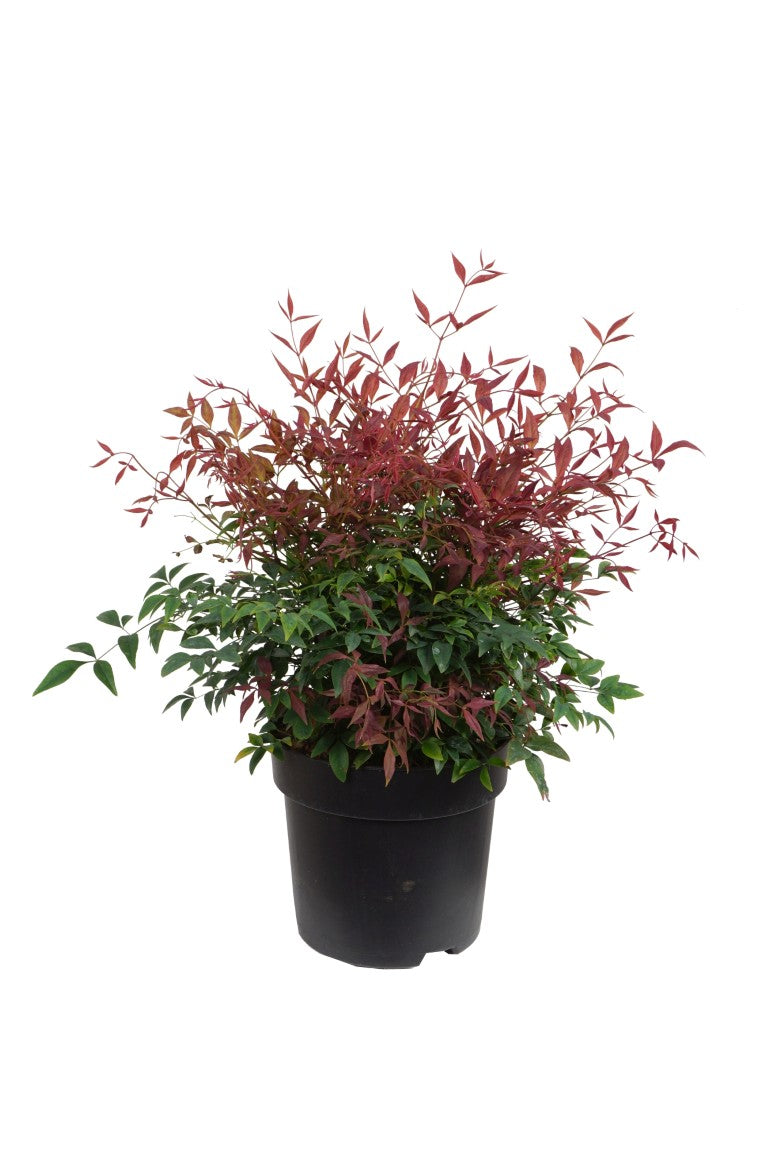 Nandina domestica &