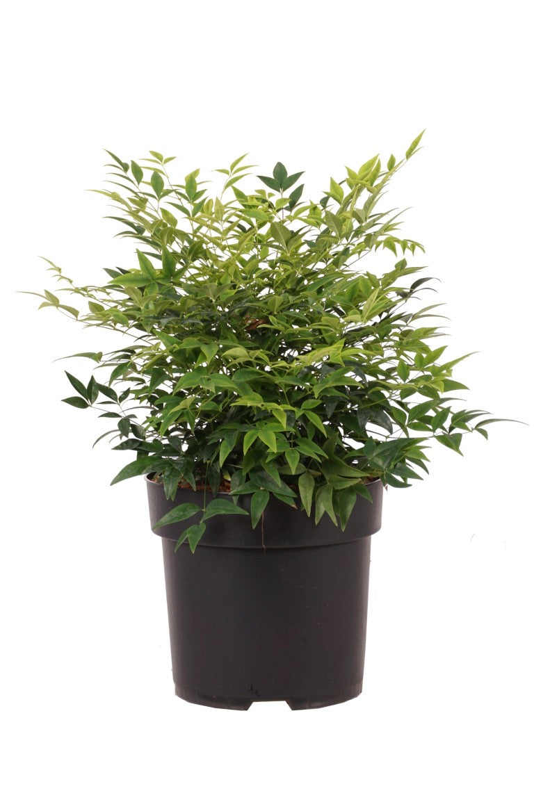 Nandina &