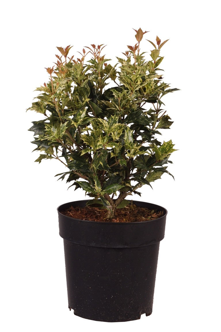Osmanthus heterophyllus &