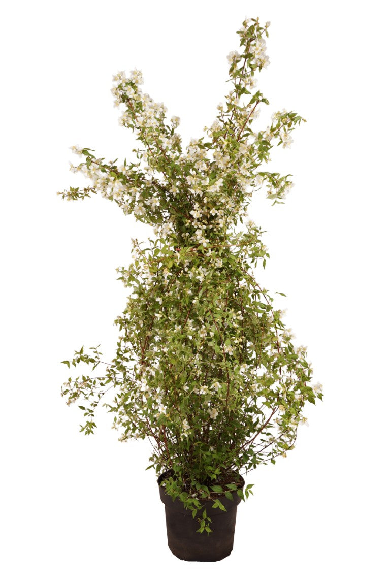 Philadelphus &