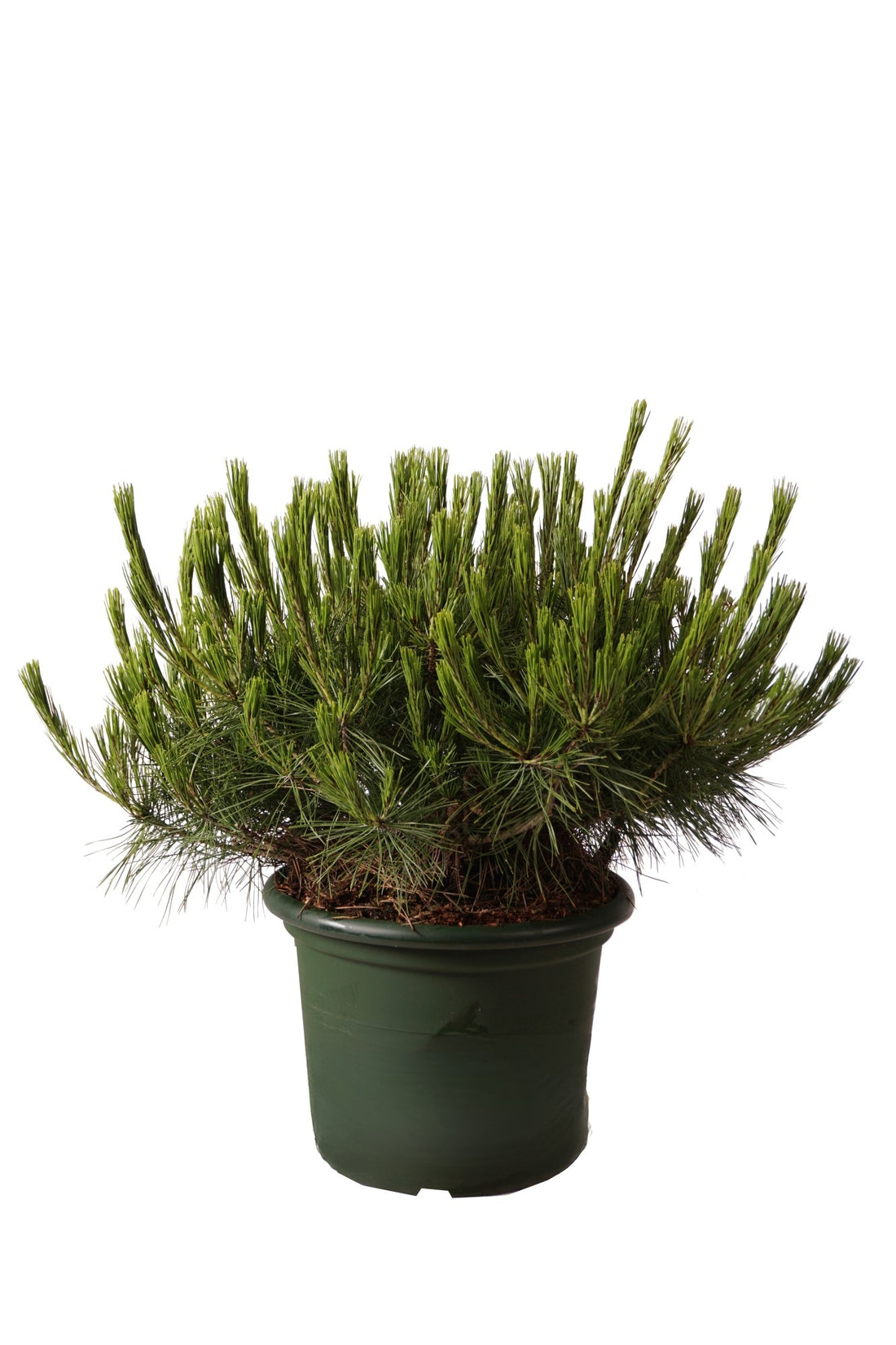 Pinus densiflora &