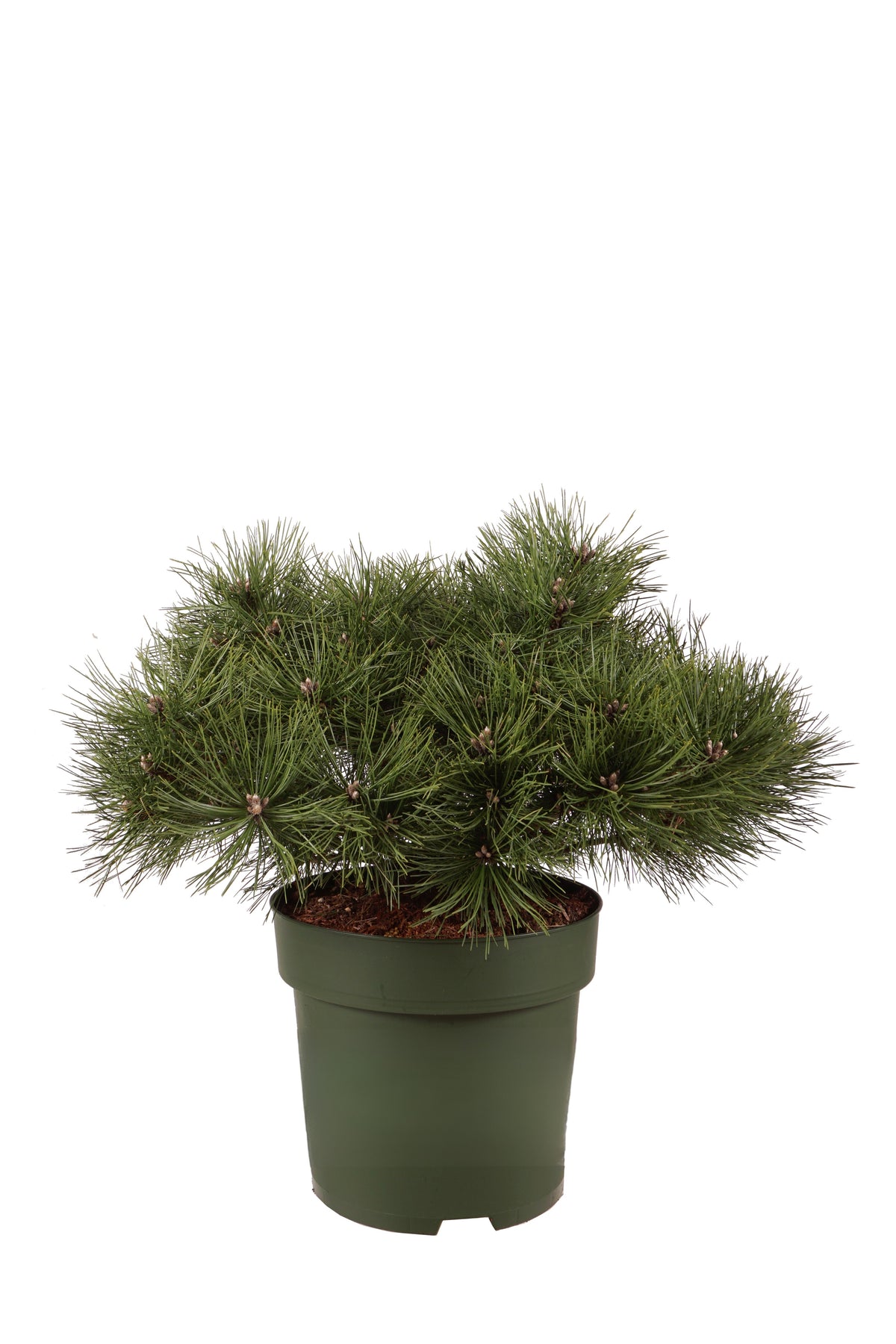 Pinus densiflora &