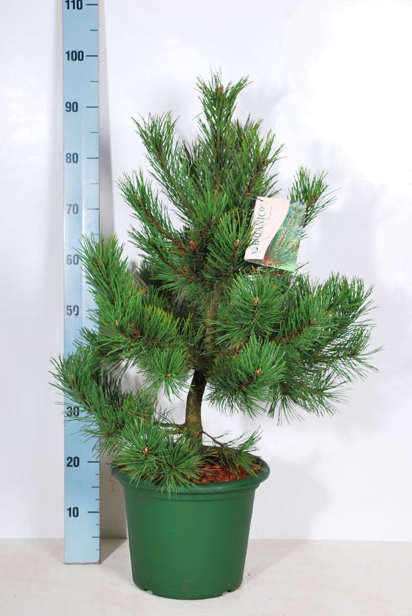 Pinus mugo &