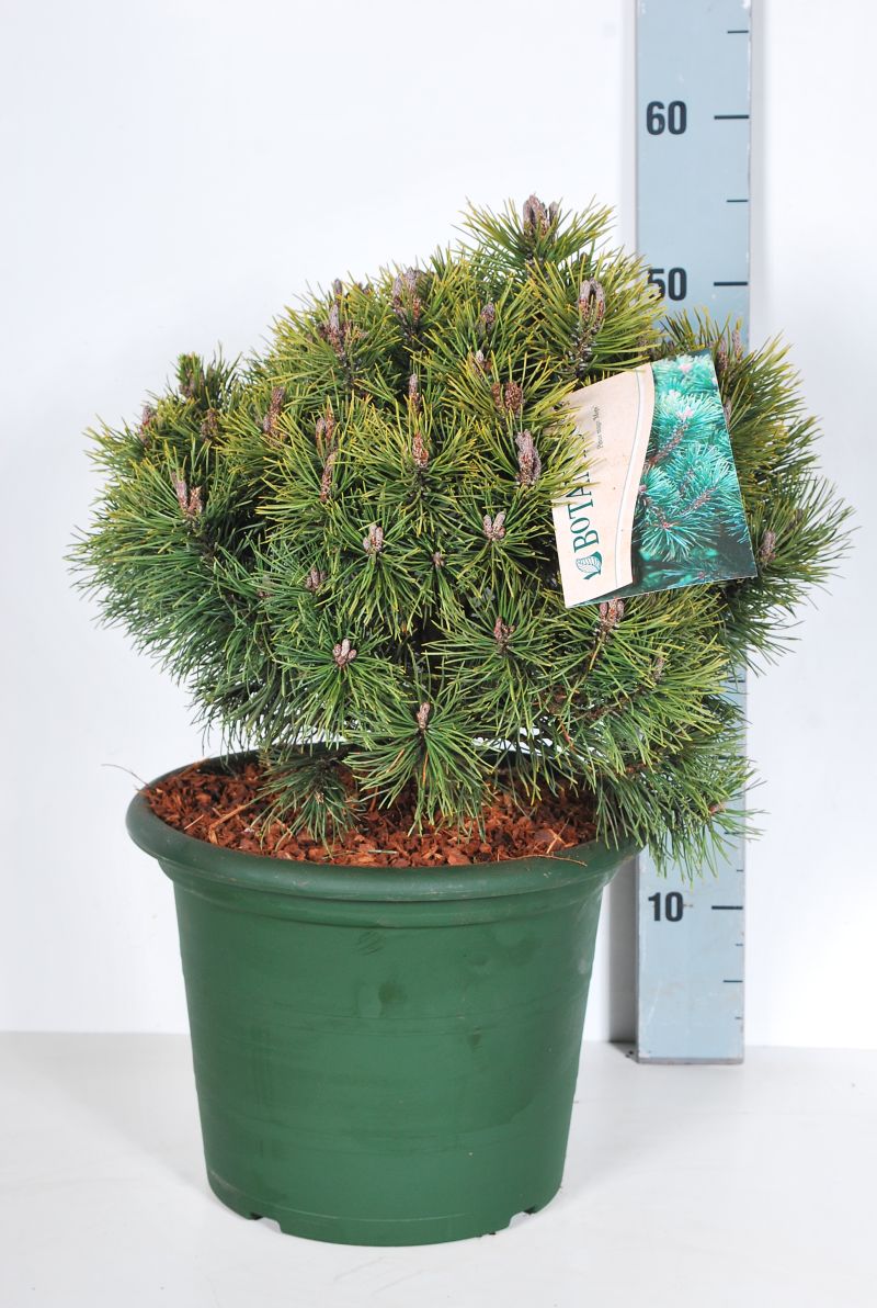 Pinus mugo &