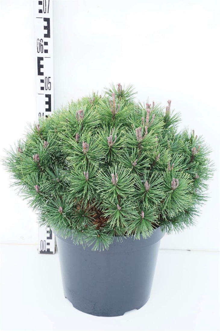 Pinus mugo &