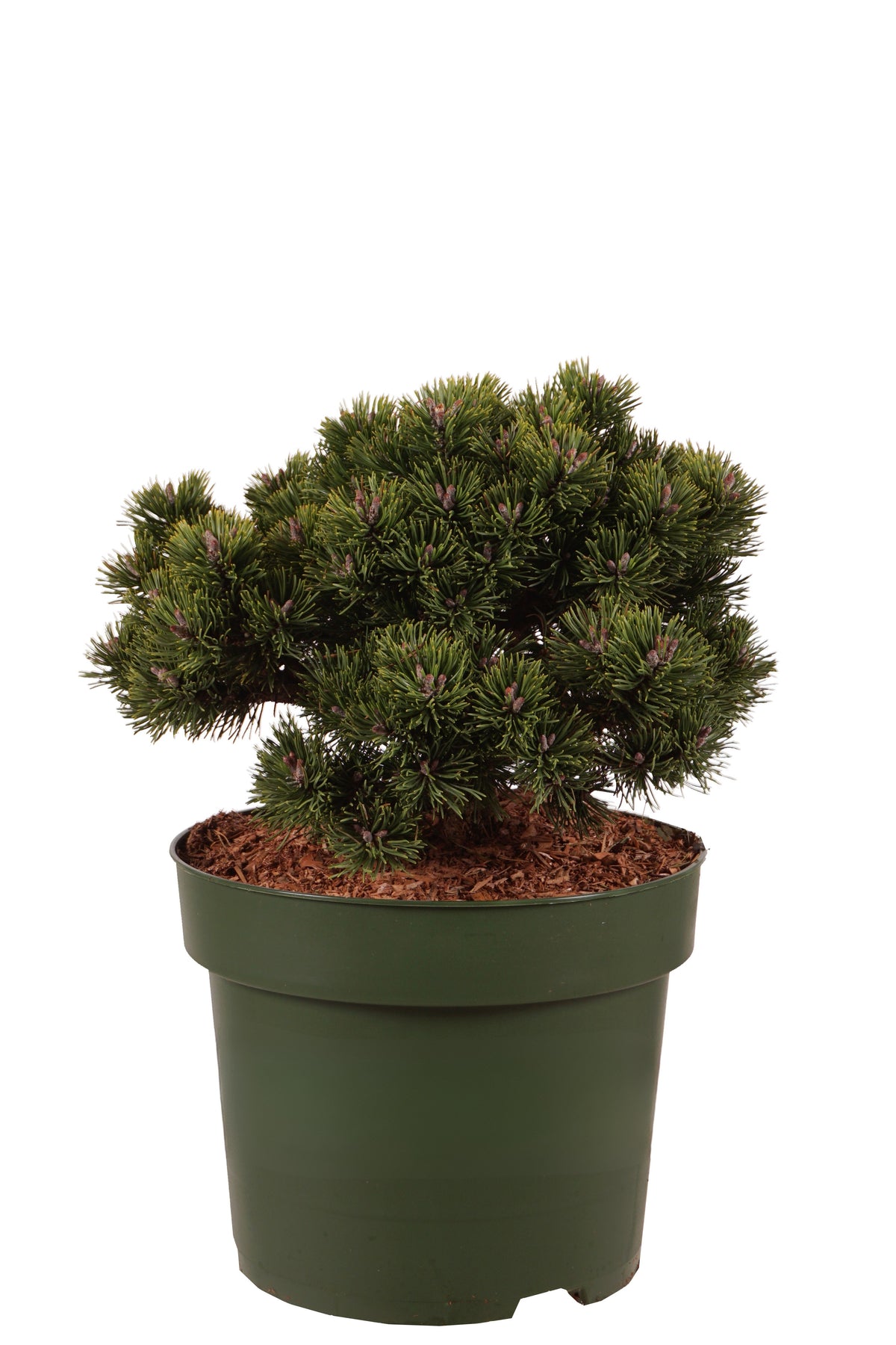 Pinus mugo &