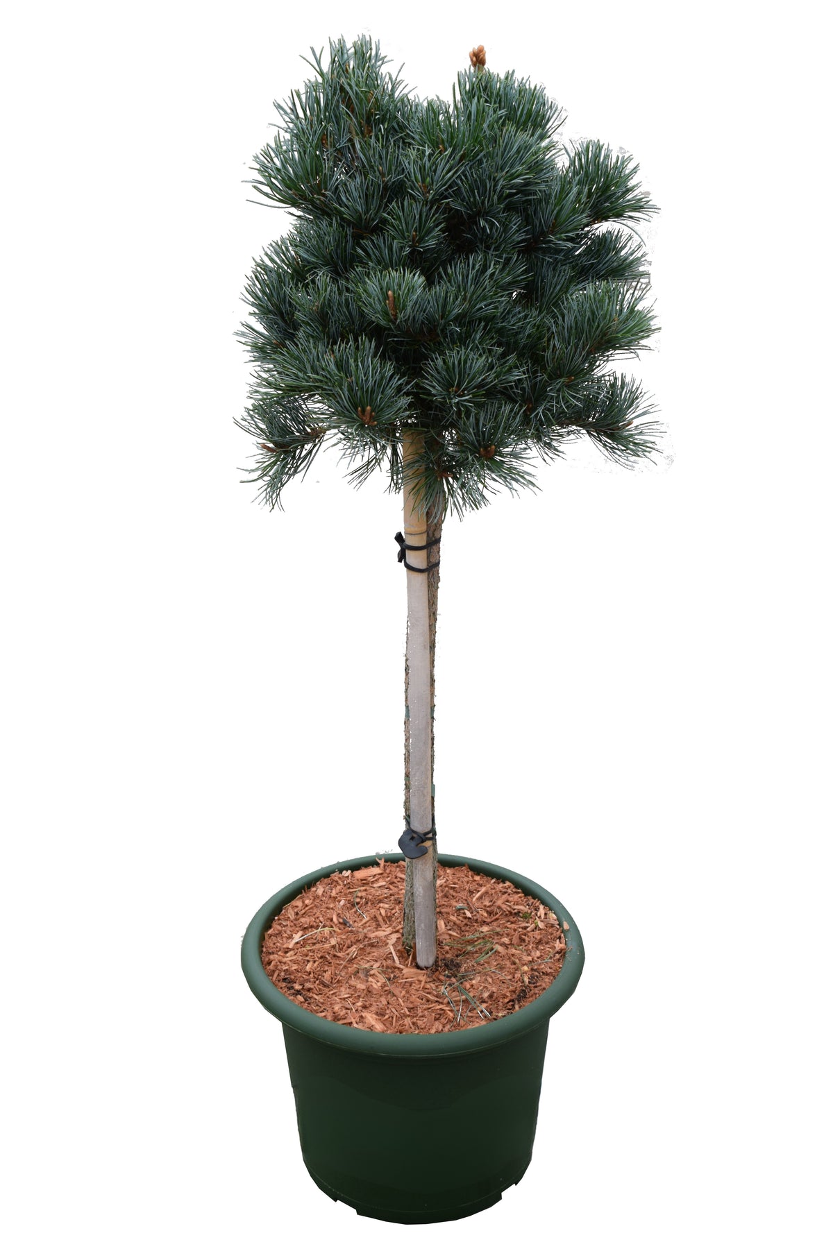 Pinus parviflora &