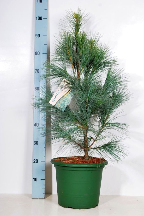 Pinus strobus &