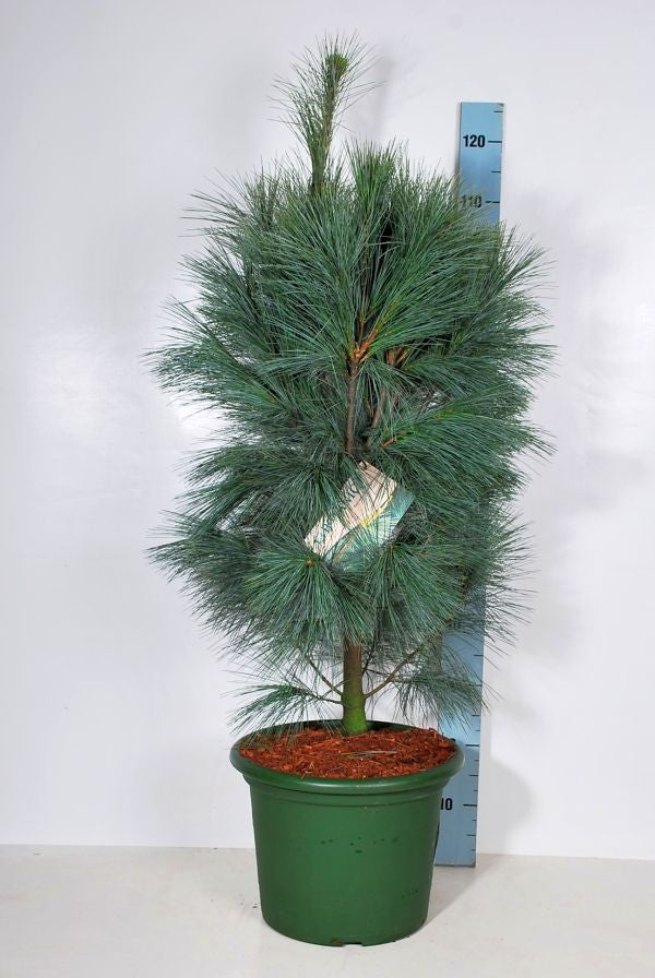 Pinus strobus &