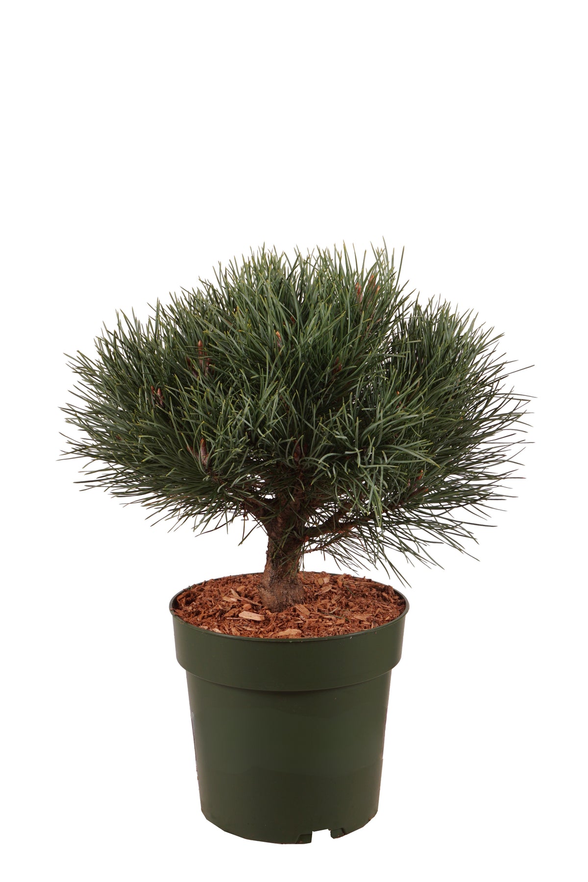 Pinus sylvestris &