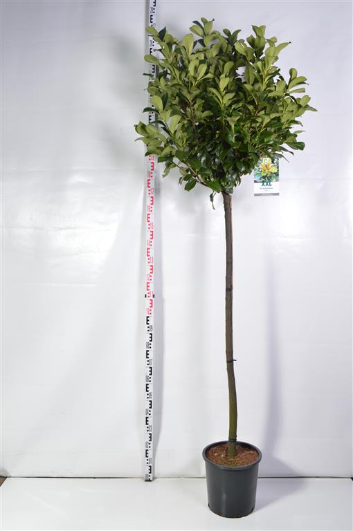 Prunus laurocerasus &