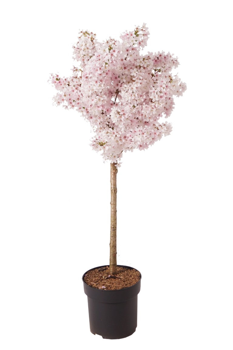 Prunus nipponica &