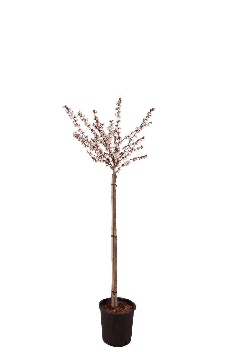 Prunus nipponica &