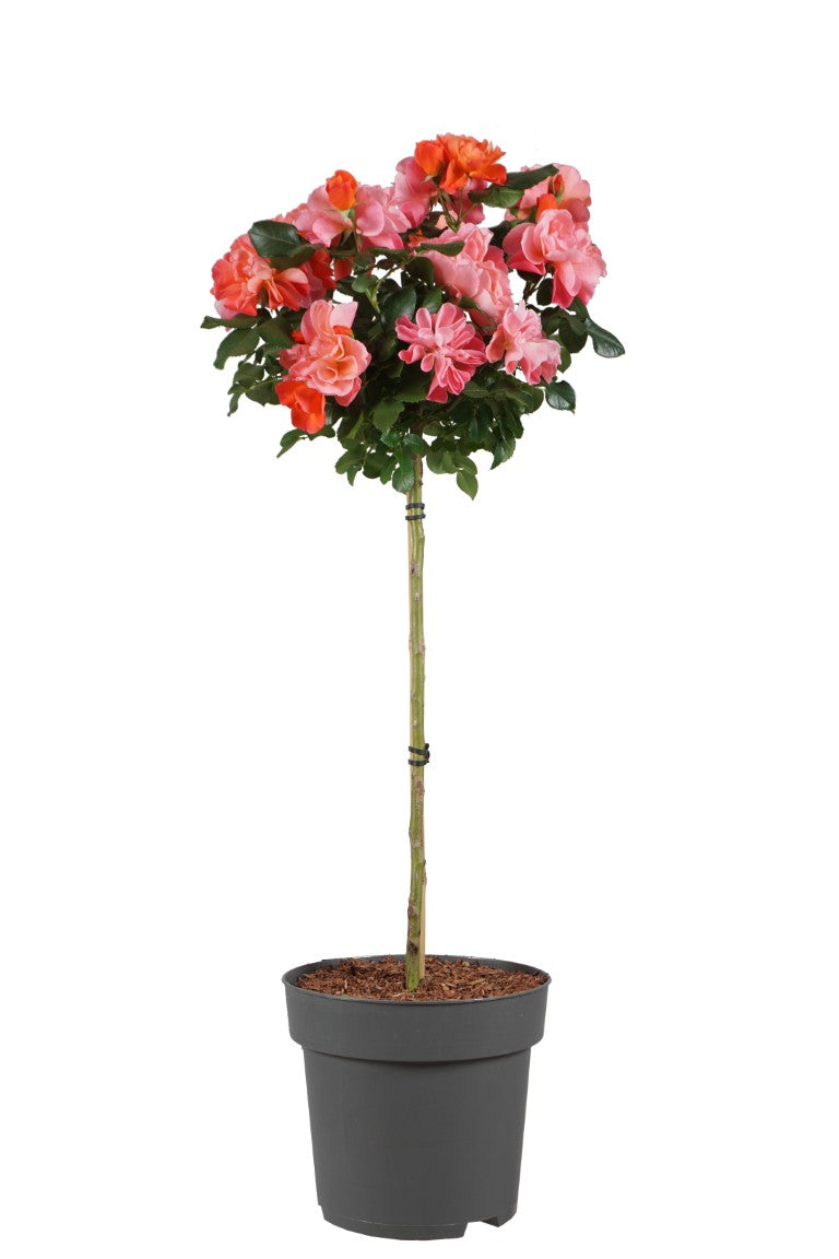 Rosa &