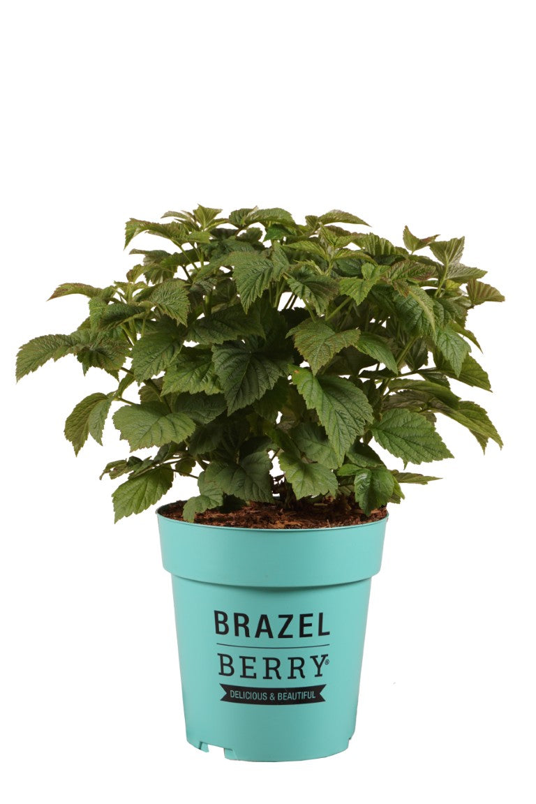 Rubus BrazelBerry® &
