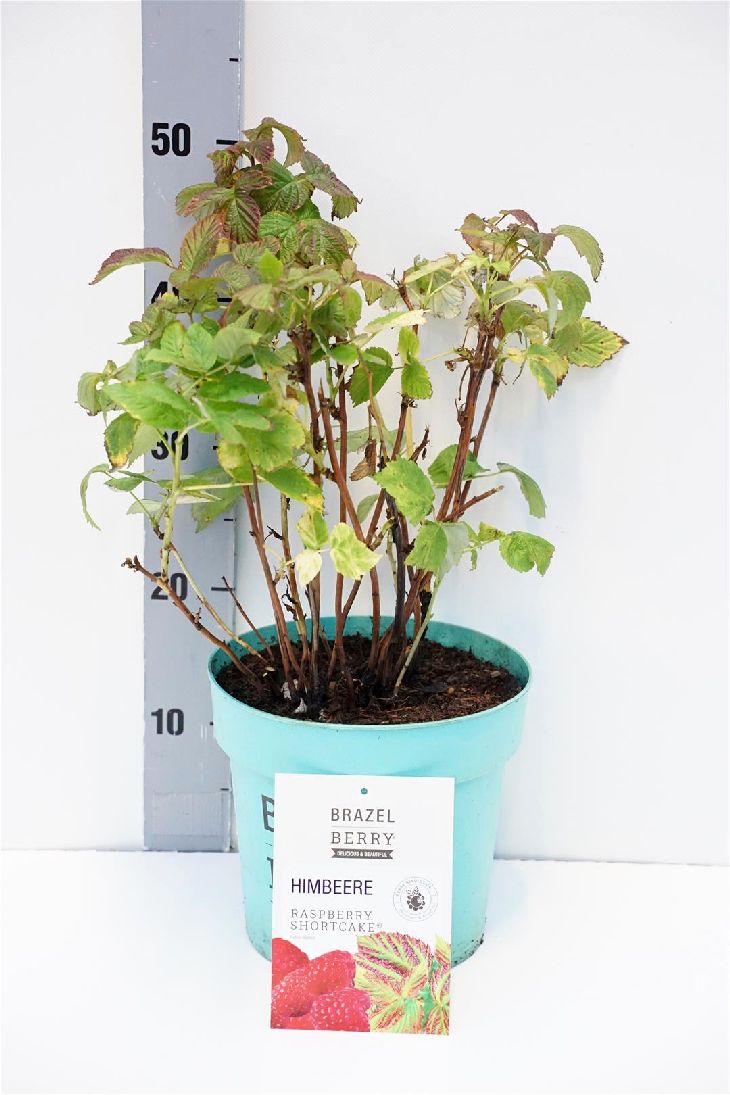 Rubus BrazelBerry® &