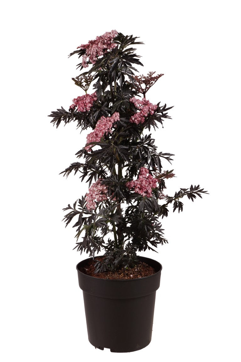 Sambucus nigra &