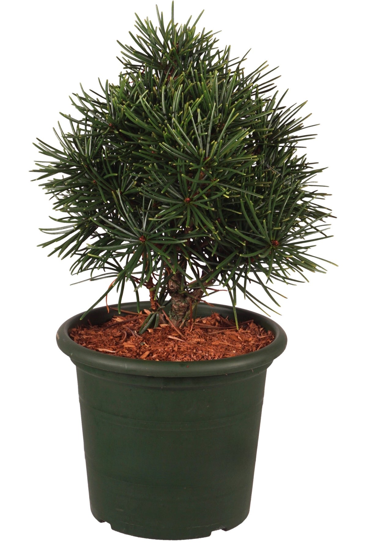 Sciadopitys verticillata &