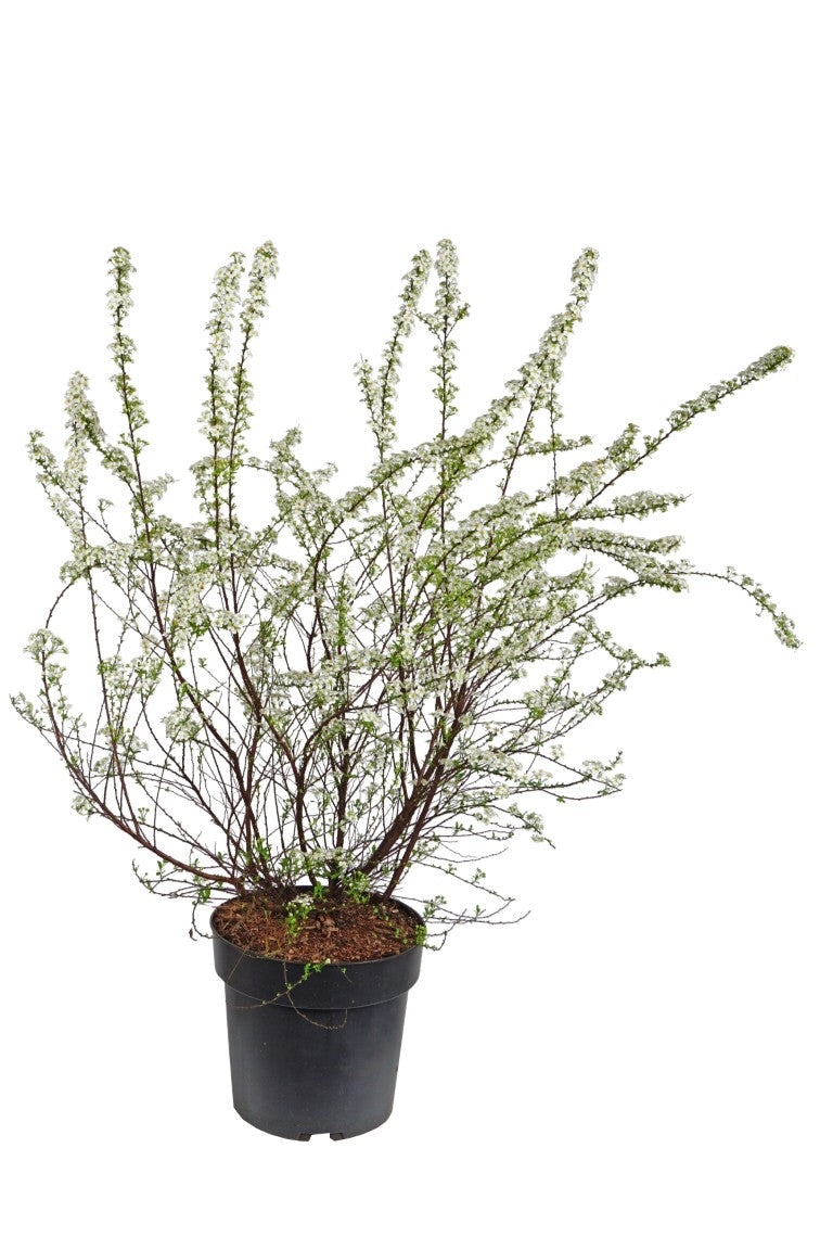 Spiraea arguta C5 (5 liters kruka) / 23 cm kruka 50-60 cm