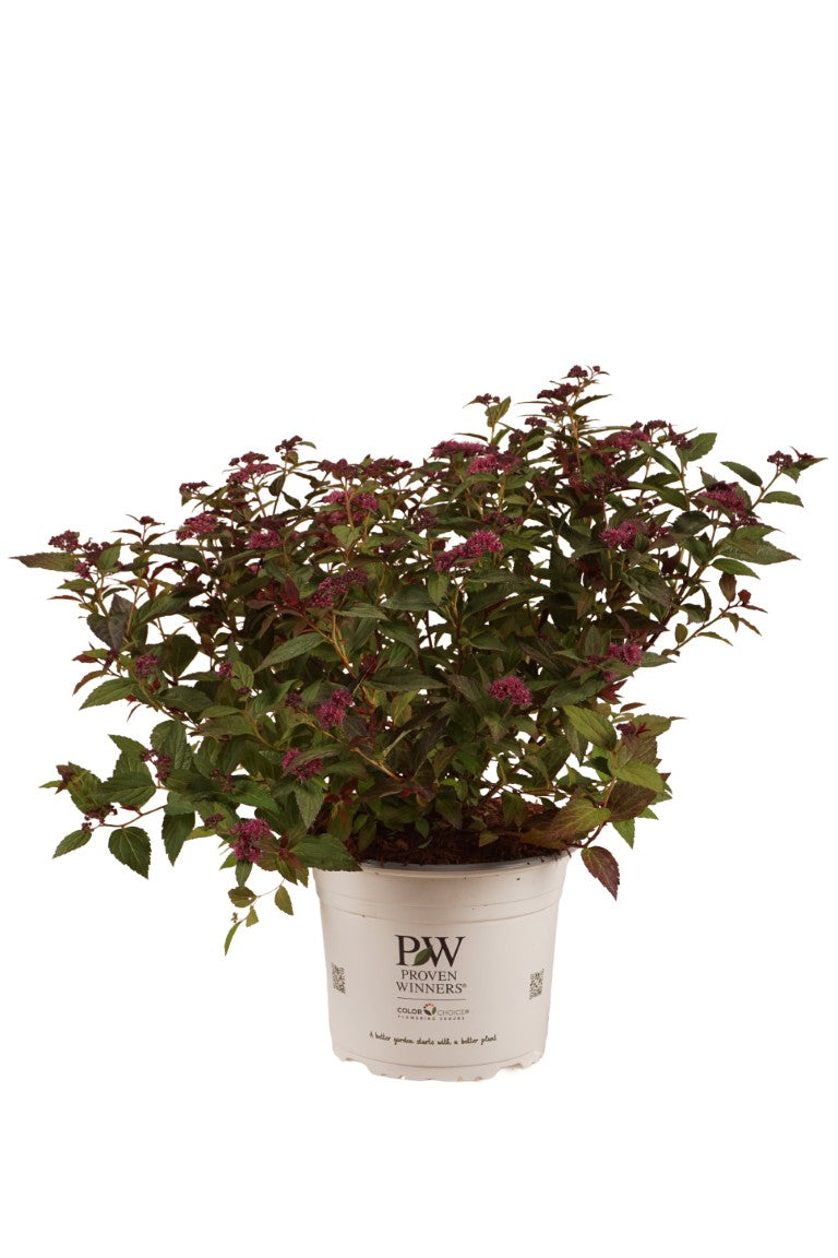 Spiraea japonica &