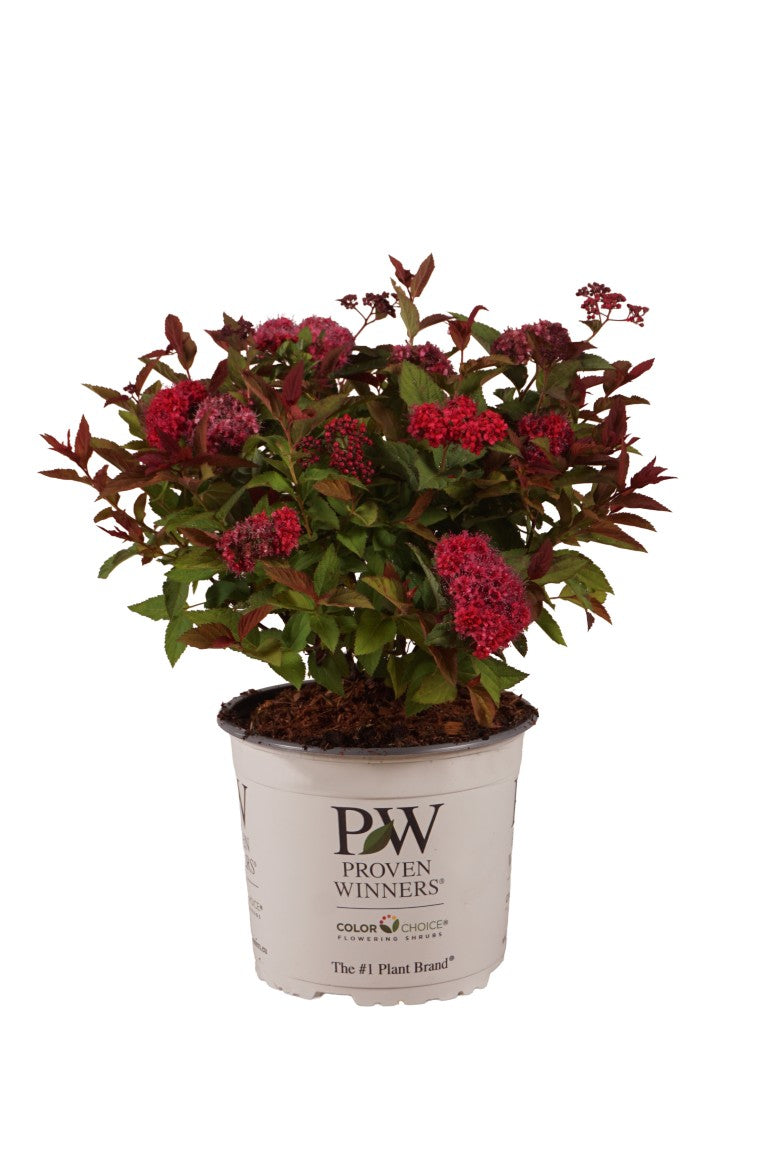 Spiraea japonica &