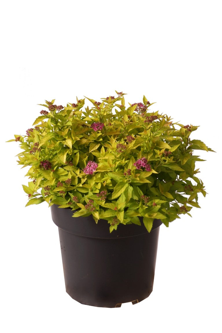 Spiraea japonica &