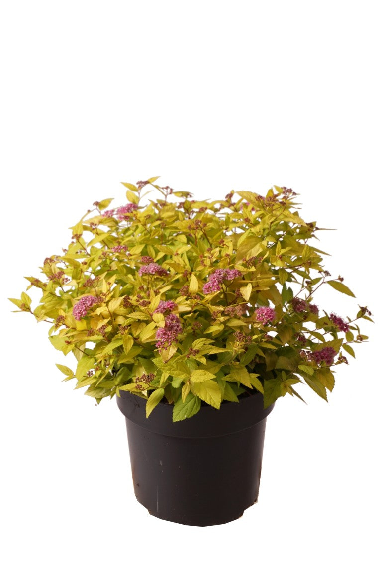 Spiraea japonica &
