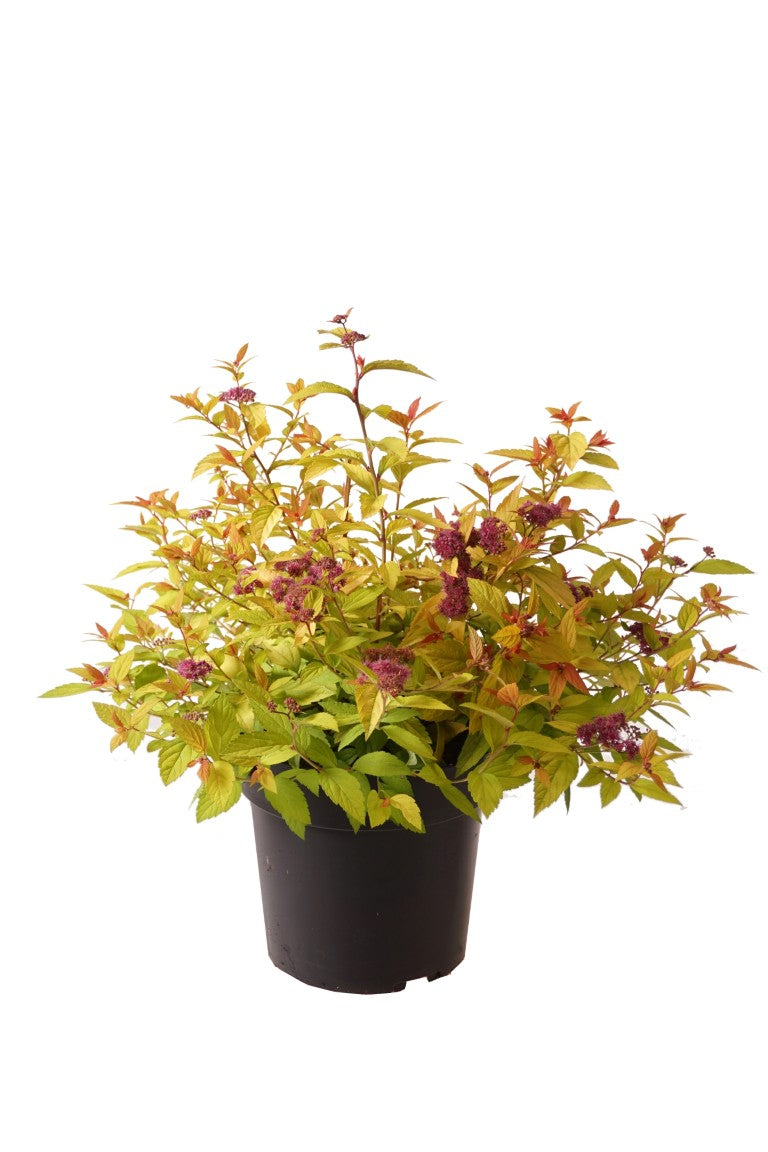 Spiraea japonica &