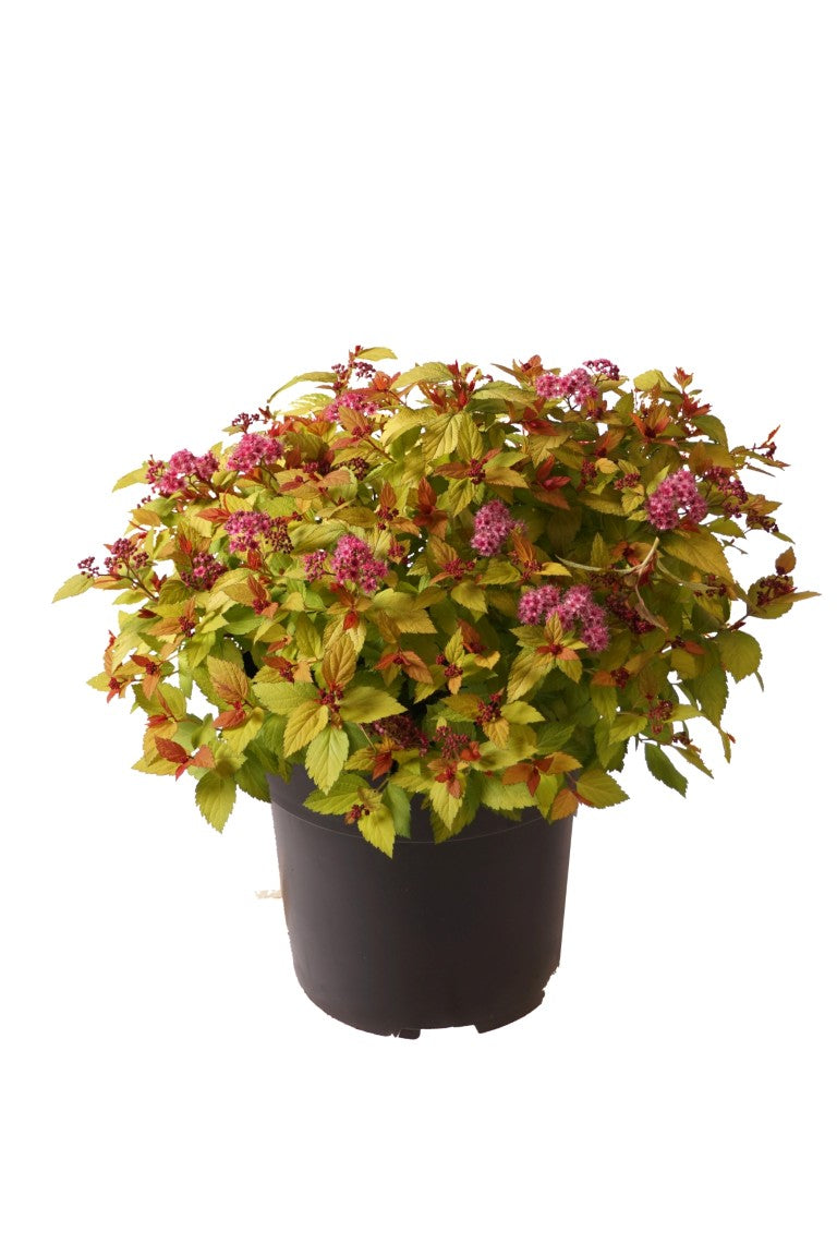 Spiraea japonica &